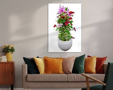 Bloeiende clematisplant met verschillend gekleurde bloemen op een witte achtergrond van ManfredFotos