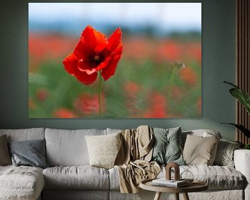 Coquelicot sur Jaco Verheul