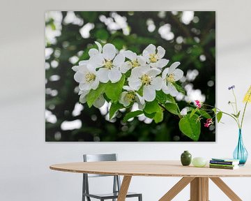 Witte bloesems van een appelboom van ManfredFotos