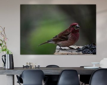 Een vink bij de tuinvoederbak van Claude Laprise