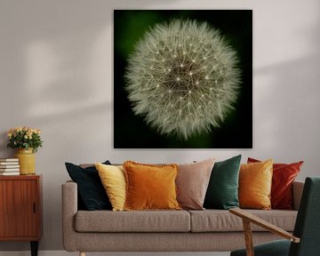 Dandelion by René Beijer