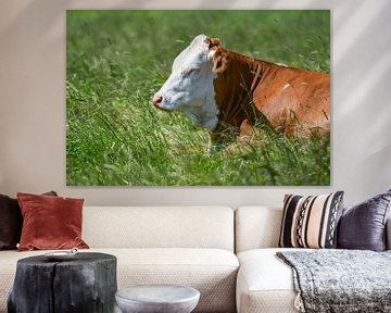 A cow takes siesta by Henk de Boer