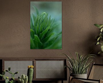 Blütenknospe, botanisches Kunstfoto von Karijn | Fine art Natuur en Reis Fotografie