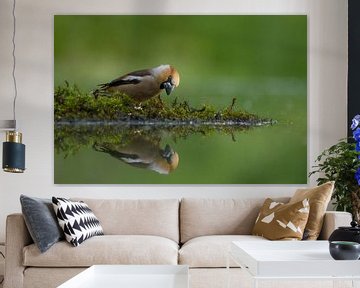 Apple finch with reflection