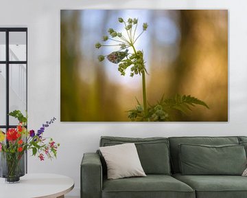 orange tipsy on cow parsley by Moetwil en van Dijk - Fotografie