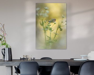 Orange-throated butterfly on cow parsley by Moetwil en van Dijk - Fotografie