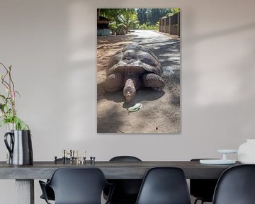 Reuzenschildpad op La Digue (Seychellen)