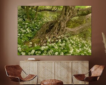 Schöner alter Baum umgeben von Dachslauch von Moetwil en van Dijk - Fotografie