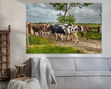 Vaches zélandaises en route pour le pâturage. sur Lisette van Peenen