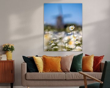 Gänseblümchen mit Windmühle auf Texel im Hintergrund