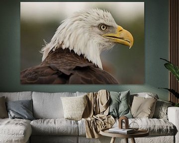 American Bald Eagle (Haliaeetus leucocephalus) by Eric Wander