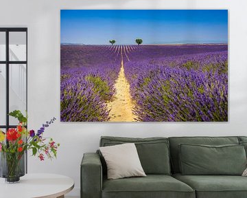Ein riesiges lila Lavendelfeld in Frankreich von Pieter van Dieren (pidi.photo)