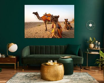 Kamelen in de Thar woestijn van Sebastiaan Bergacker