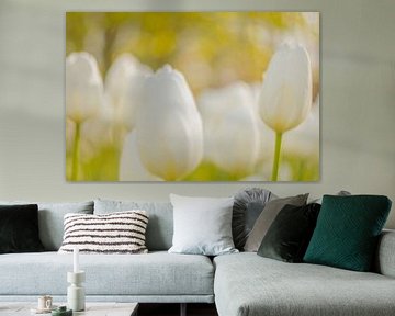 The soft morning light with white tulips by Andy Luberti