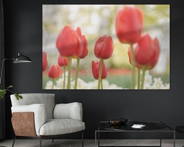 Red tulip manina in Lisse in spring by Andy Luberti