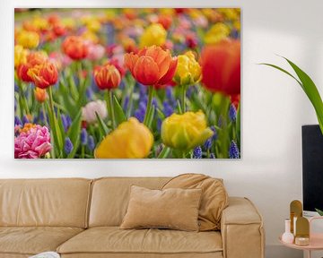 Colourful tulip mania in spring in Lisse by Andy Luberti