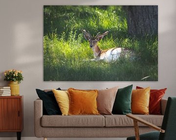 Fallow deer at rest, Amsterdam Water Supply Dunes by Marjolijn Barten