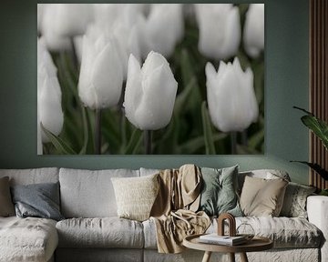 Tulpe, weiß und unbefleckt