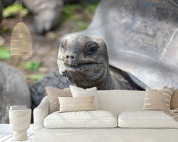 Riesen-Schildkröte auf den Seychellen von t.ART