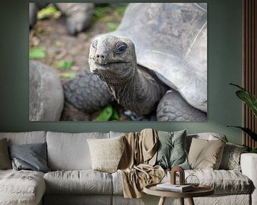 Riesen-Schildkröte auf den Seychellen von t.ART