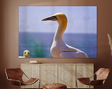 Seabirds on Heligoland