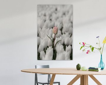 Roze tulp met regendruppels van Ans Bastiaanssen