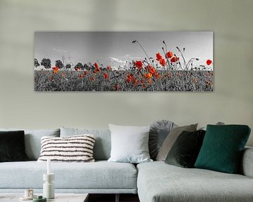 Lovely Poppy Field | panoramic view by Melanie Viola