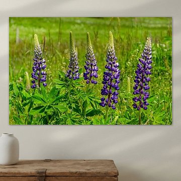 Cinq lupins dans l'Eifel
