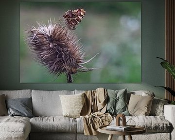 Schmetterling
