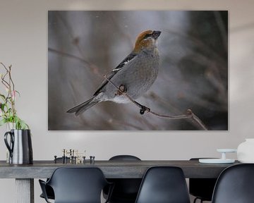 A durbec spruce bird in winter by Claude Laprise