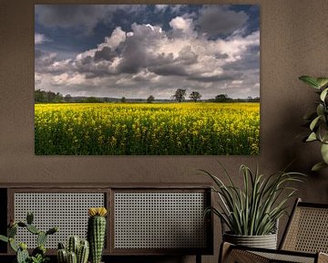 Rapeseed by Ellen Gerrits