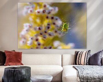 Grüne Kürbisspinne im Netz vor Blumen von ManfredFotos