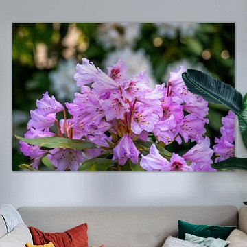 Pink Flowering Rhododendron Bush by ManfredFotos