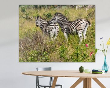 Neugierige Zebras im iSimangaliso Wetland Park von Charlotte Dirkse