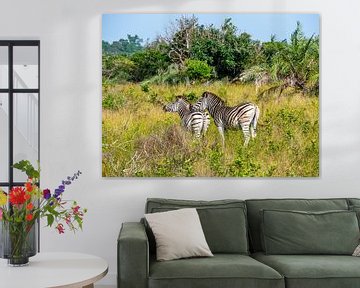 Zèbres dans le parc de la zone humide d'iSimangaliso