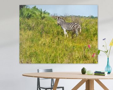 Zèbre dans le parc de la zone humide d'iSimangaliso sur Charlotte Dirkse