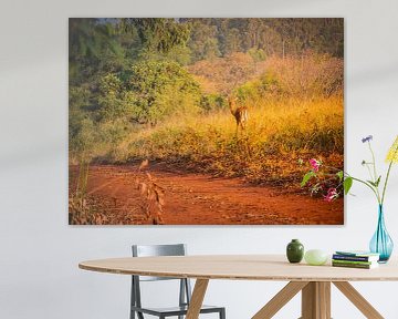 Blesbok dans la réserve naturelle de Mlilwane