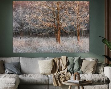 Arbres givrés dans la lumière rasante