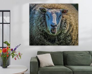 Schaap
