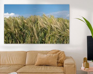 Green barley growing in a field. by Ulrike Leone