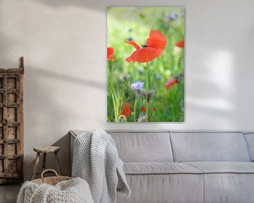 Coquelicot dans le champ sur Evelien IJpelaar