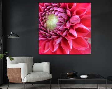 Dahlia rose sur Evelien IJpelaar