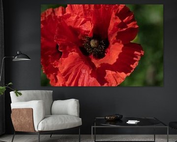 Red poppy blossom by Ulrike Leone