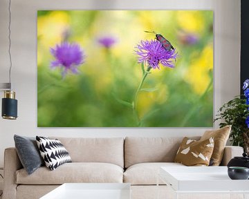 A  butterfly (Zygaenidae ) among brightly coloured summer flowers by Birgitte Bergman