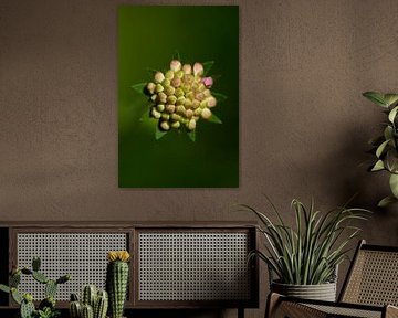 Ausleger in Sternform