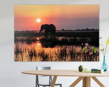 Silhouet van olifant tijdens zonsondergang op de Chobe rivier van Kelly De Preter