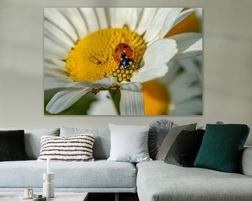 Ladybird on a flower by Animaflora PicsStock