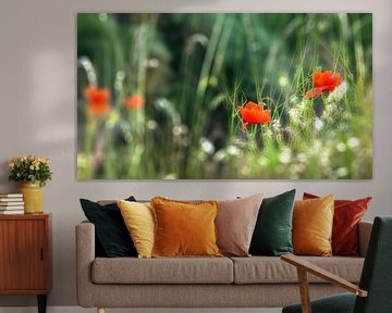 idyllische wilde blumenwiese mit mohn im sommer von Dörte Bannasch