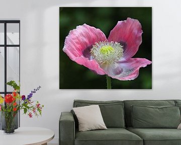 Summer is coming! The wonderful poppy blooms! by Marjon Woudboer