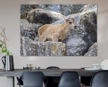 Jonge Steenbok